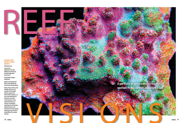 CORAL January/February 2025: ROCK YOUR REEF - Image 3