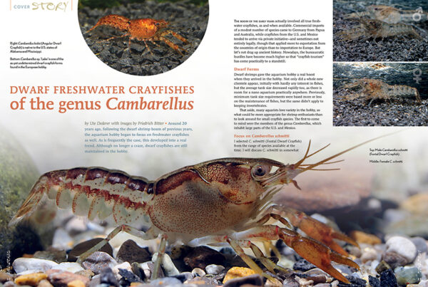 AMAZONAS Mar/Apr 2025: AQUATIC ARTHROPODS - Image 3